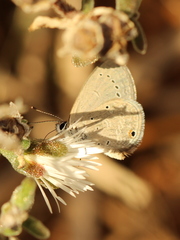 Eicochrysops messapus messapus