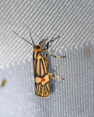 Callisthenia angusta