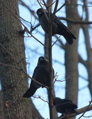 Corvus monedula