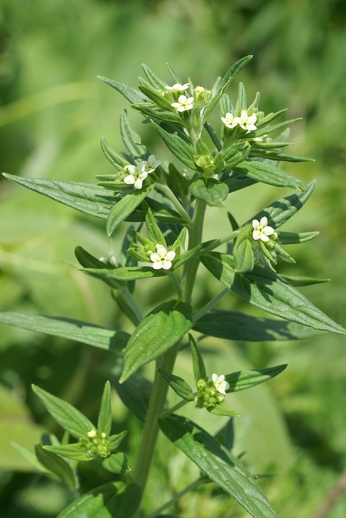 Common gromwell