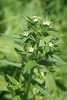 Common Gromwell - Photo (c) Christian Grenier, some rights reserved (CC BY-NC), uploaded by Christian Grenier