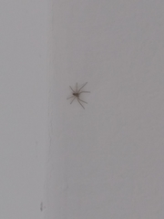Araneae