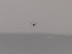 Araneae