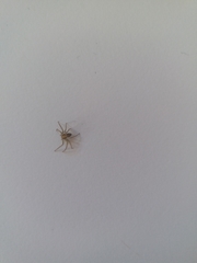 Araneae