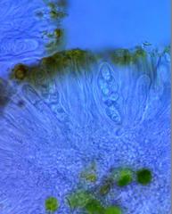 Athallia pyracea
