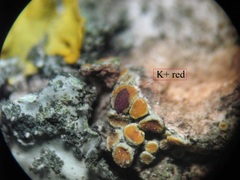 Athallia pyracea