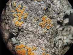 Athallia pyracea