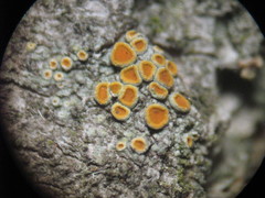 Athallia pyracea