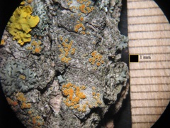 Athallia pyracea