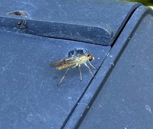 Unknown species found near Hardick Dr, Sarnia, ON, CA
