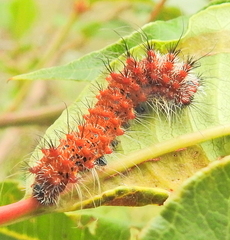 Holocerina smilax