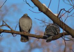 Columba livia domestica