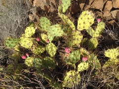 Opuntia stricta
