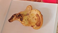 Buglossoporus quercinus