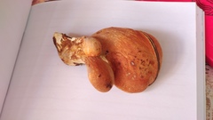 Buglossoporus quercinus