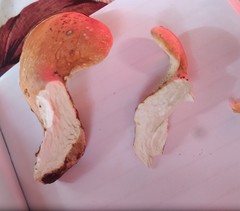 Buglossoporus quercinus