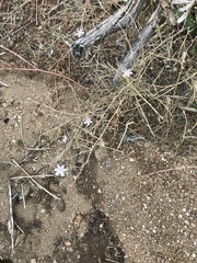 Stephanomeria exigua exigua