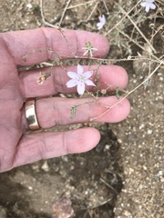 Stephanomeria exigua exigua