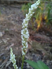 Persicaria attenuata