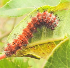 Holocerina smilax