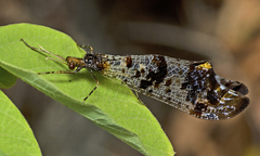 Periclystus circuiter