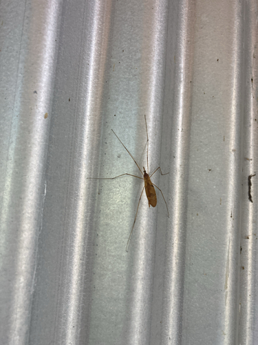 Unknown species found near Darby Creek Dr, Galloway, OH, US