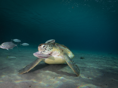 Sea turtle