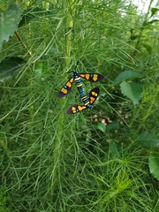 Euchromia horsfieldi