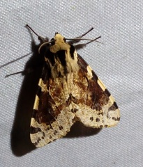 Spilosoma kebea