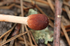 Paraisaria gracilioides