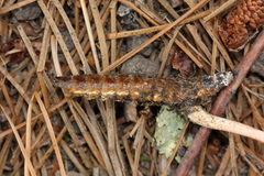 Paraisaria gracilioides