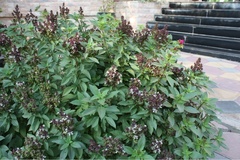 Ocimum basilicum