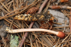 Paraisaria gracilioides