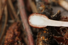 Paraisaria gracilioides