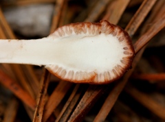 Paraisaria gracilioides