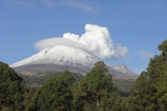 Paraisaria gracilioides