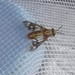 Variegated Deer Fly - Photo (c) Martin Reith, some rights reserved (CC BY-NC), uploaded by Martin Reith