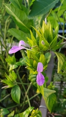 Dicliptera roxburghiana