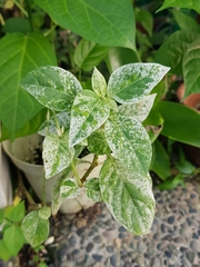 Asystasia gangetica