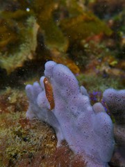 Cochleoceps orientalis