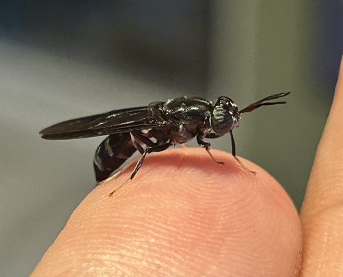 Unknown species found near Daly Rd, Cincinnati, OH, US