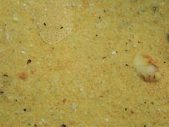 Platycephalus caeruleopunctatus