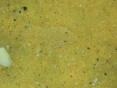 Platycephalus caeruleopunctatus