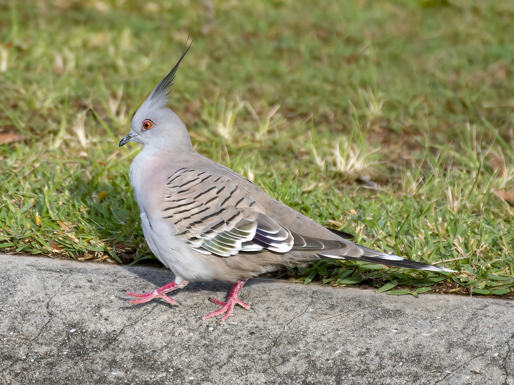 Crested Pigeons