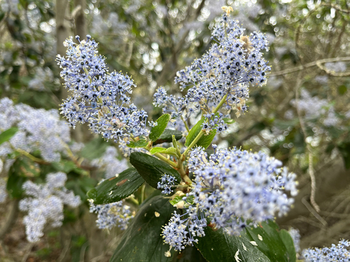 Cliff Schmidt Ceanothus