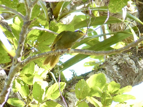 Gymnomyza viridis observed 2025-06-16