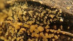 Orbiliomycetes