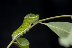Papilio bianor thrasymedes