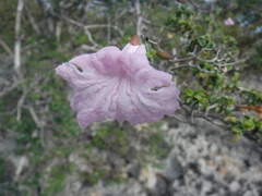 Tabebuia densifolia