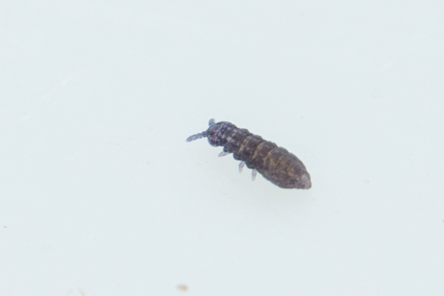 Xenylla humicola